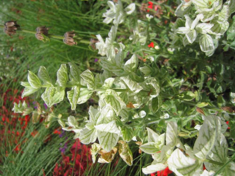 Salvia viridis (Schopf-Salbei)